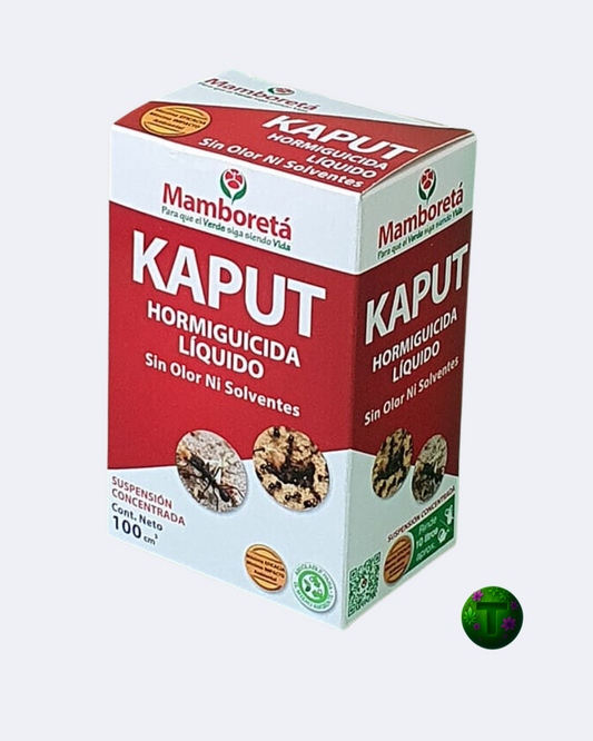MAMBORETA KAPUT
